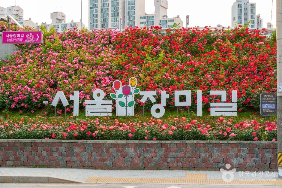 중랑장미공원 장미길